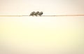 Three little blackbirds sit on the wires. Light sunset background. Royalty Free Stock Photo