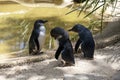 Three Little Blue Penguins ( Eudyptula minor) in Sydney Royalty Free Stock Photo