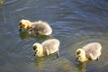 Three little Canada Geese goslings swim in water