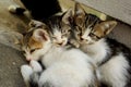 Three little cats Royalty Free Stock Photo