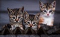 three little cats on the roof