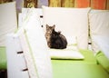 Three little cats seat on a pillow Royalty Free Stock Photo