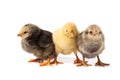 Three little chicken isolated on white background Royalty Free Stock Photo