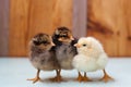 Three little chickens, two chicken and a cockerel Royalty Free Stock Photo