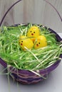 three little chickie (plastic) eggs, easter basket, green grass