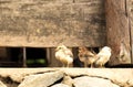 Three little chicks in countryside Royalty Free Stock Photo