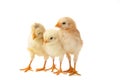 Three little chicks in front of white background Royalty Free Stock Photo
