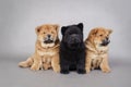 Three little Chow chow puppies portrait Royalty Free Stock Photo