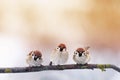 Three little chubby funny baby birds Sparrow sitting on a branch