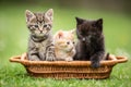 Three little colorful kittens are curiously sitting in the brown basket in the garden Royalty Free Stock Photo