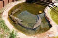 Three little crocodiles in the big pool with water Royalty Free Stock Photo