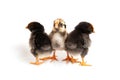 Three little cute chicks in front of white background Royalty Free Stock Photo