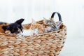Three little cute kittens cozy sleep in a wicker basket. Domestic animals life Royalty Free Stock Photo