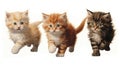 Three little cute kittens running together on a white background, AI Royalty Free Stock Photo