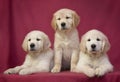 Three little cute smart golden retriever puppy