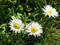 Three little daisies Royalty Free Stock Photo