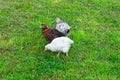 Three little different colored chicks are freely grazing and pecking grains on a green meadow