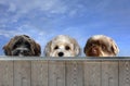 Three little dogs behind a fence observing the surroundings Royalty Free Stock Photo