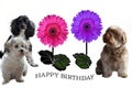 Group of dogs congratulate on birthday