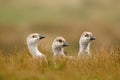 Three little duck. White bird with long neck. White goose in the grass. White bird in the green grass. Goose in the grass. Wild wh Royalty Free Stock Photo