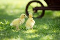 Three little ducklings in a cartrage, outdoors image Royalty Free Stock Photo