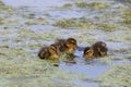 Three Little Ducklings Royalty Free Stock Photo