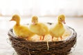 Three little ducklings in a nest, image Royalty Free Stock Photo