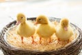 Three little ducklings in a nest, image Royalty Free Stock Photo