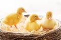 Three little ducklings in a nest, isolated image Royalty Free Stock Photo