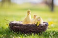 Three little ducklings in a nest, outdoors image in the park Royalty Free Stock Photo