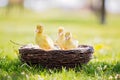 Three little ducklings in a nest, outdoors image in the park Royalty Free Stock Photo