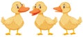 Three little ducklings on white background Royalty Free Stock Photo