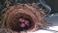 Three little eggs in a bird nest Royalty Free Stock Photo