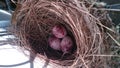 Three little eggs in a bird nest Royalty Free Stock Photo