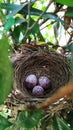 Sparrow eggs Royalty Free Stock Photo