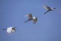 three little egrets in flight against the blue sky Royalty Free Stock Photo
