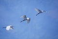 three little egrets in flight against the blue sky Royalty Free Stock Photo