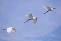 three little egrets in flight against the blue sky witn clouds Royalty Free Stock Photo