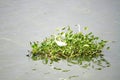 Three little egrets sitting on a floating water hyacinth Royalty Free Stock Photo