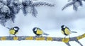 Three little funny bright beautiful bird Tits sitting under fir branches in winter new year Park Royalty Free Stock Photo