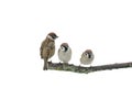 Three little funny sparrow birds are sitting on a branch on a white isolated background Royalty Free Stock Photo