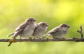 Three little funny yellow-mouthed Sparrow Chicks sit on a branch in a summer Sunny garden