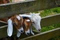 Three little goats looking through fence