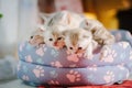 Three little gray kittens in a pet pad. Royalty Free Stock Photo