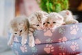 Three little gray kittens in a pet pad. Royalty Free Stock Photo