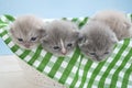 Three little gray scottish kittens in a white basket. Green coverlet, blue background. Close-up Royalty Free Stock Photo