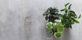 Three little green house plants. Ornamental garden in the apartment. Green house Royalty Free Stock Photo