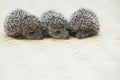 Three little Hedgehog portrait Royalty Free Stock Photo