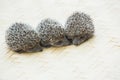 Three little Hedgehog portrait Royalty Free Stock Photo