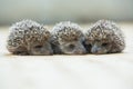 Three little Hedgehog portrait Royalty Free Stock Photo